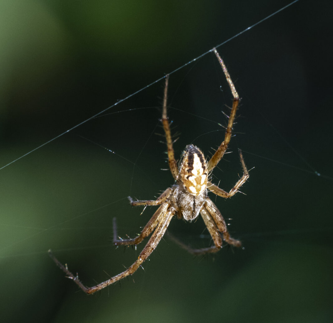 Păianjenul cu cruce al porumbarului – Neoscona adianta
