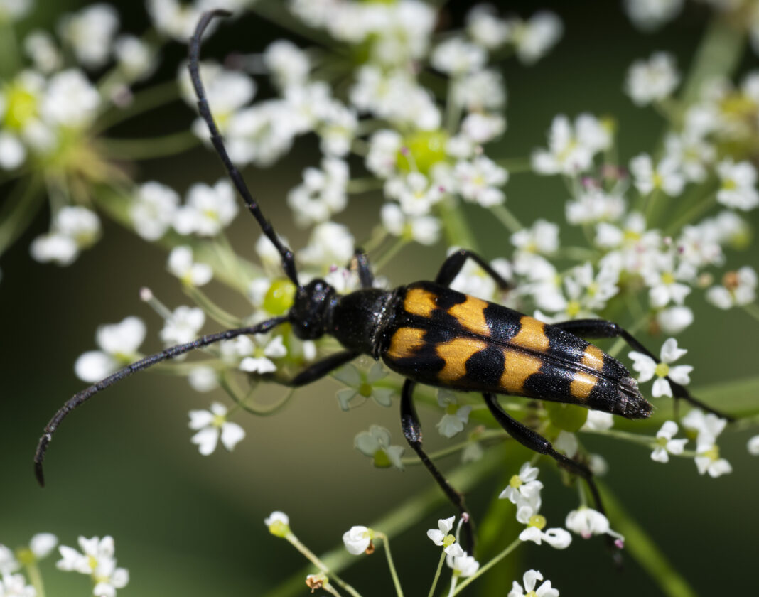 Croitorul cu patru benzi – Leptura quadrifasciata