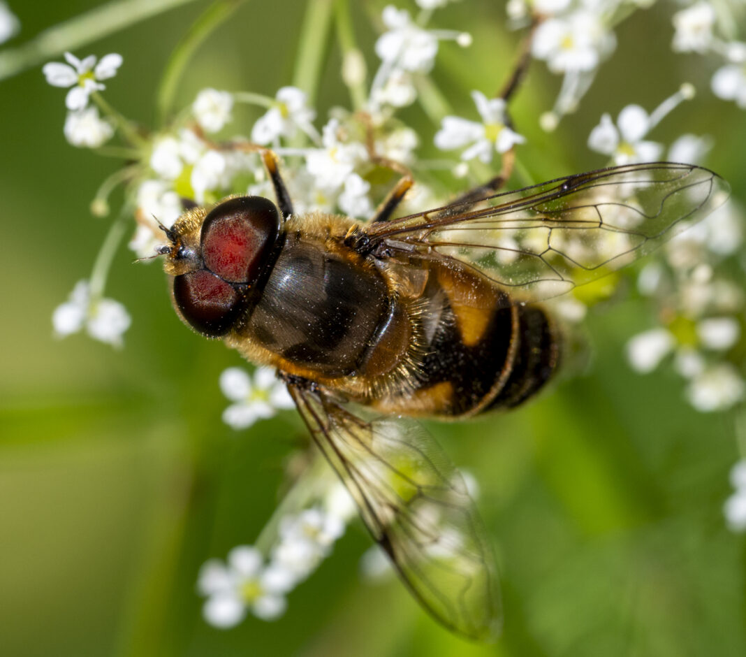 Sirfida îngustată – Eristalis pertinax