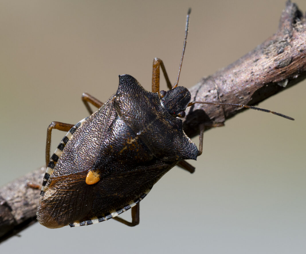 Ploșnița de pădure cu picioare roșii – Pentatoma rufipes