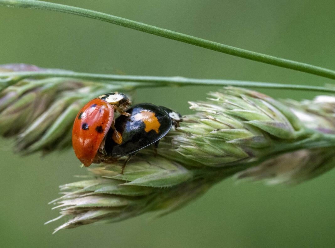 Buburuza asiatică arlechin – Harmonia axyridis