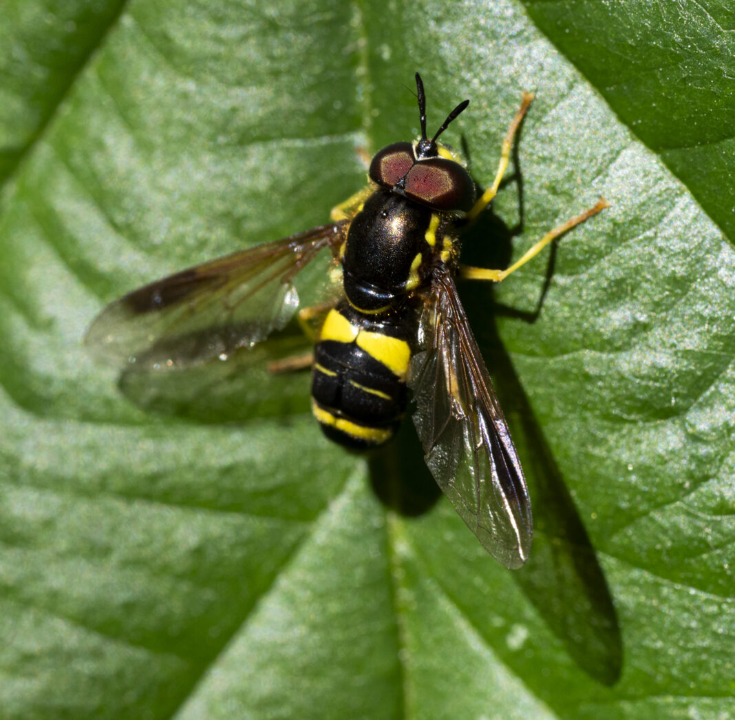 Sirfida-viespe cu două benzi – Chrysotoxum bicinctum