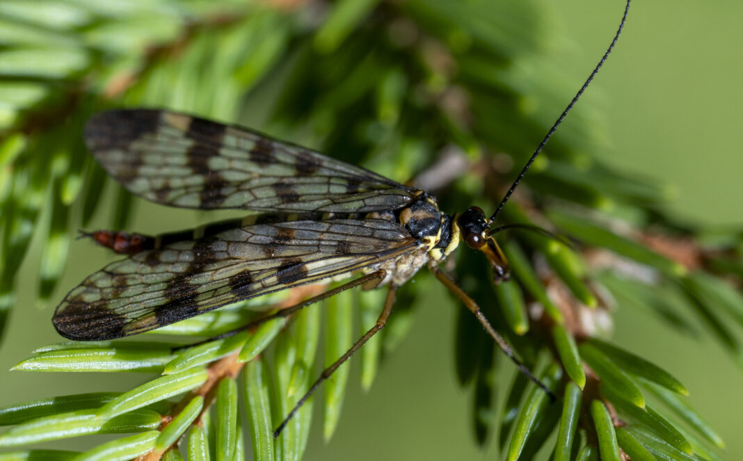 Musca-scorpion de pajiște – Panorpa vulgaris