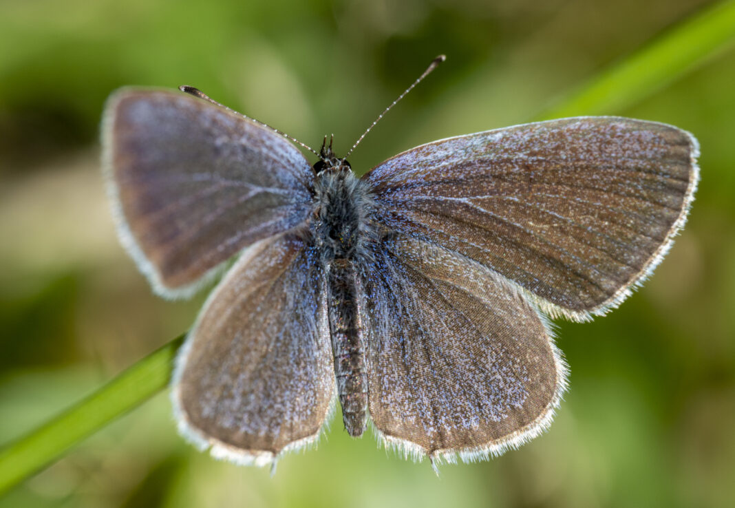 Fluturele albăstrelul decolorat – Cupido decolorata