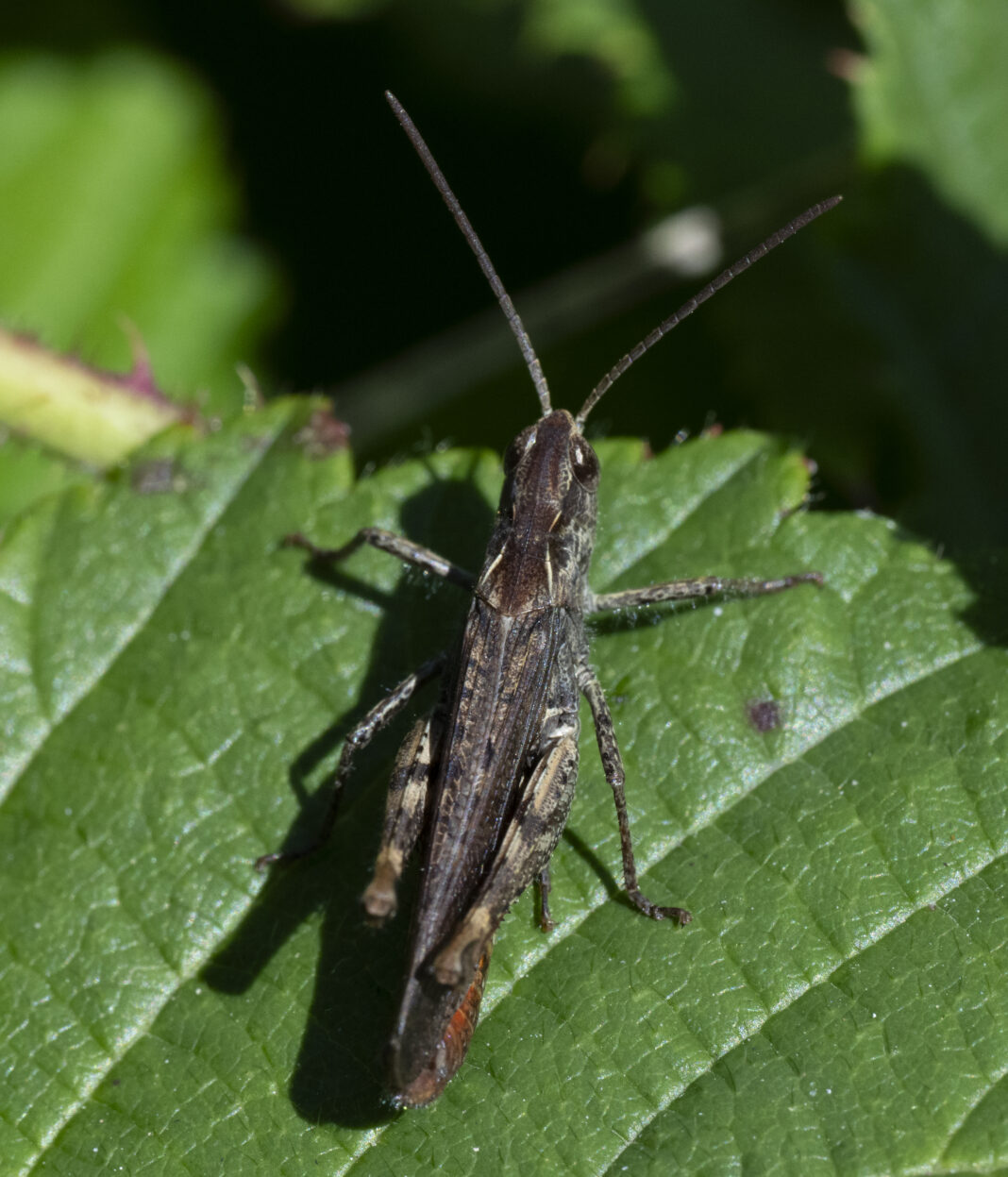 Lăcusta comună de câmp – Chorthippus brunneus