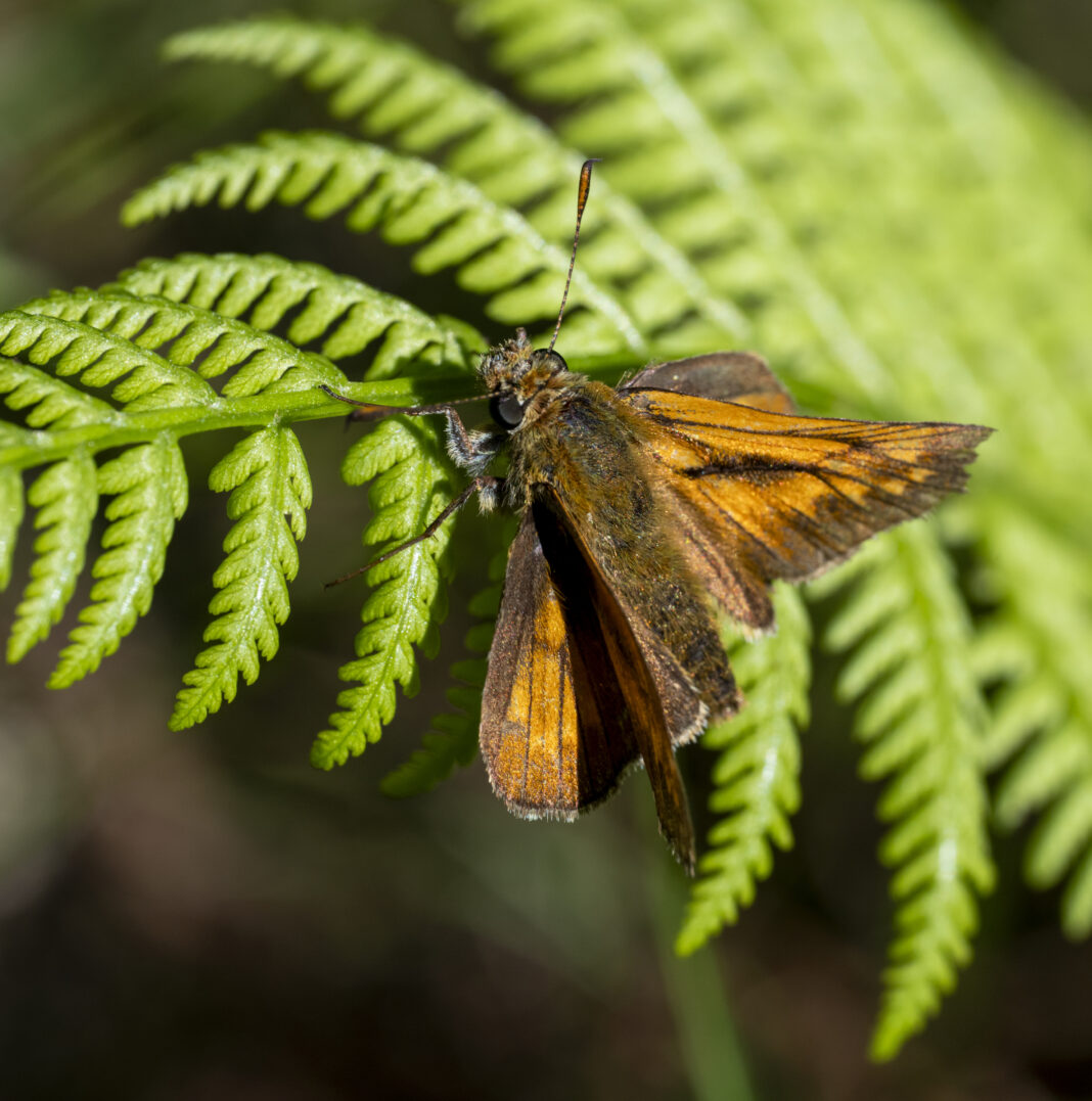Fluturele căposul silvan – Ochlodes sylvanus