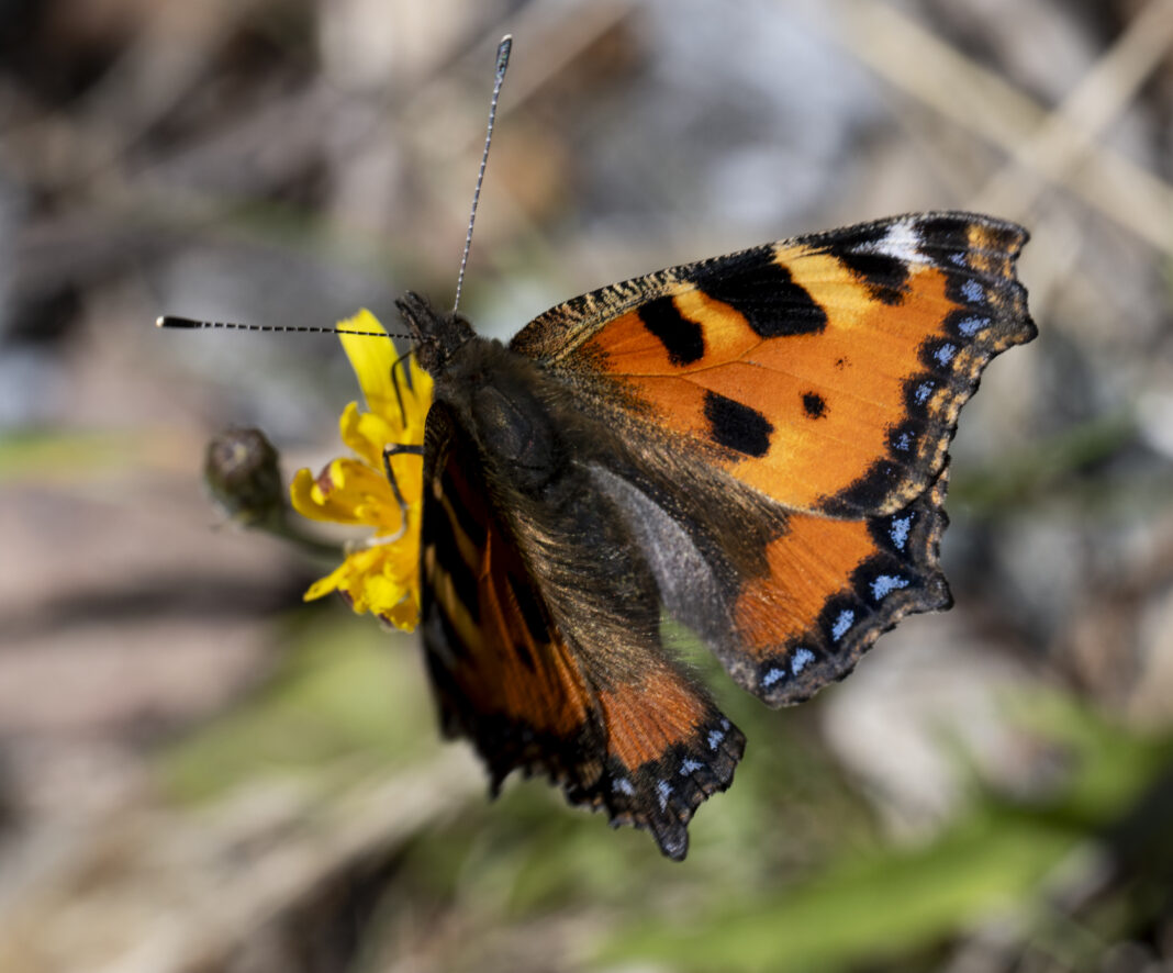Fluturele vulpea mică – Aglais urticae