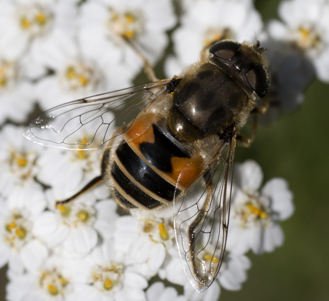 Musca-trântor eurasiatică – Eristalis arbustorum