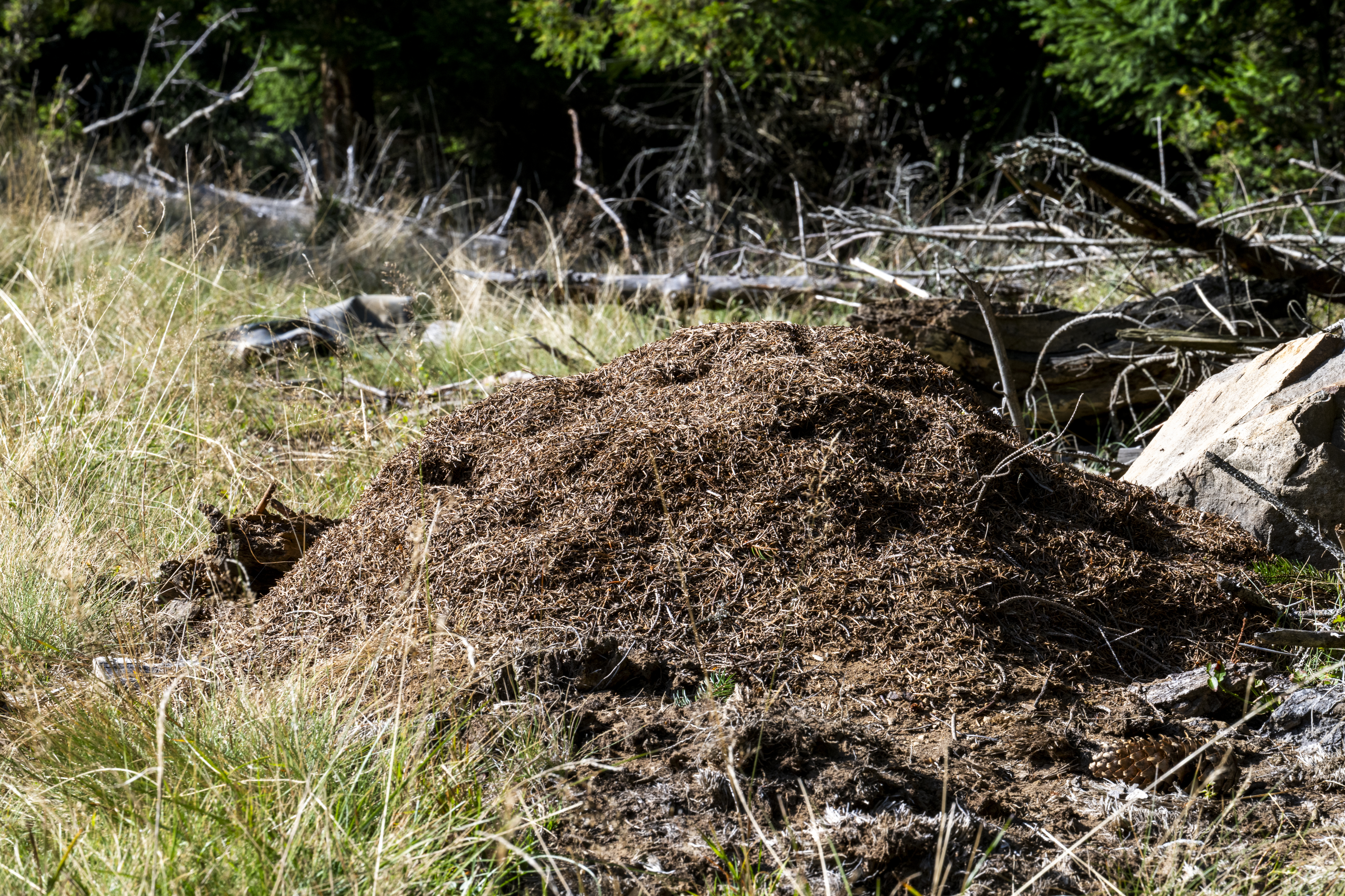 Furnica roșie mică de pădure – Formica polyctena