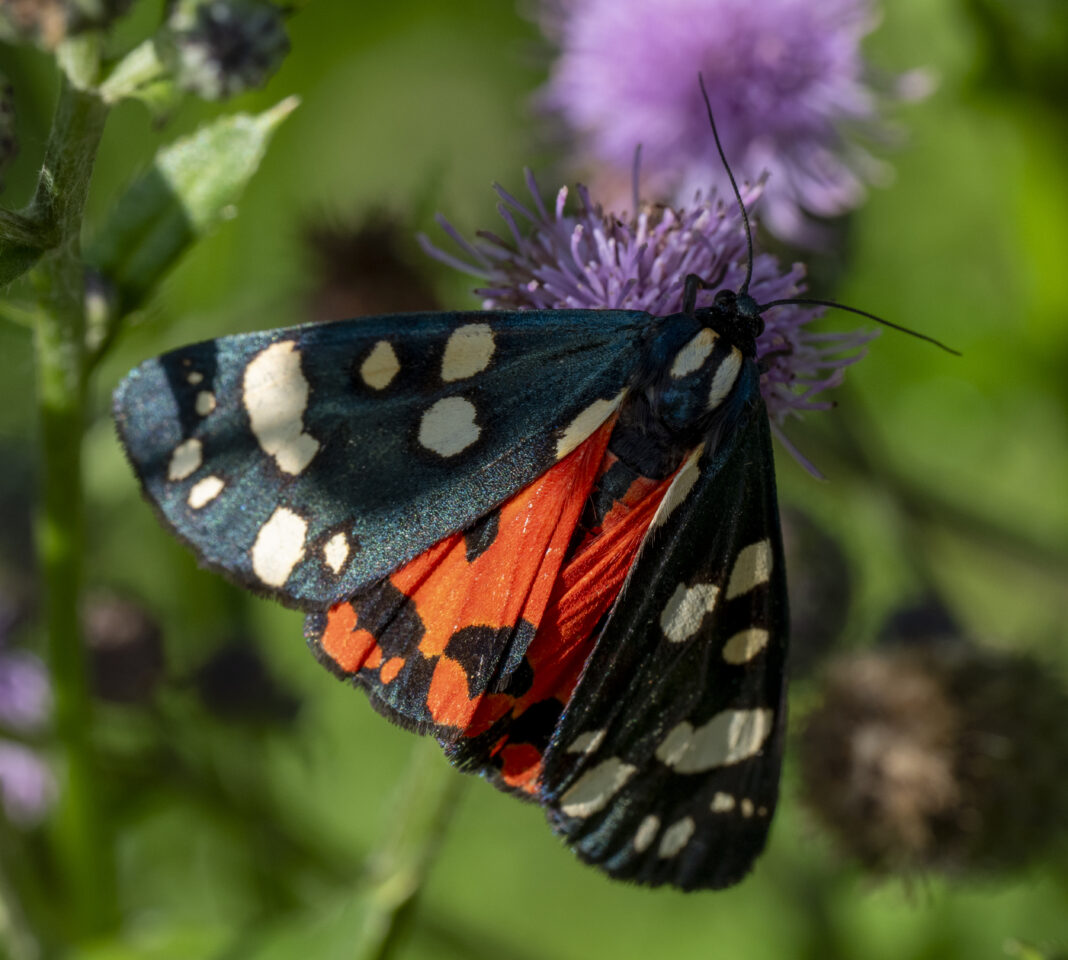 Fluture tigru stacojiu – Callimorpha dominula
