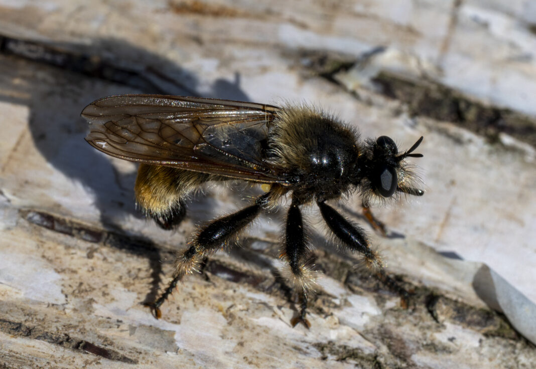 Musca-vânător gălbuie – Laphria flava