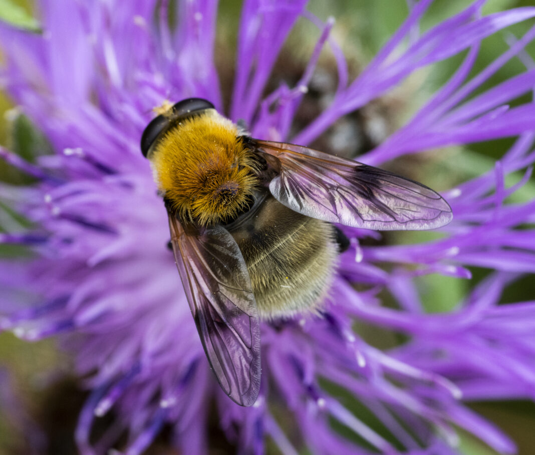 Sirfida montană galben-brună – Sericomyia superbiens