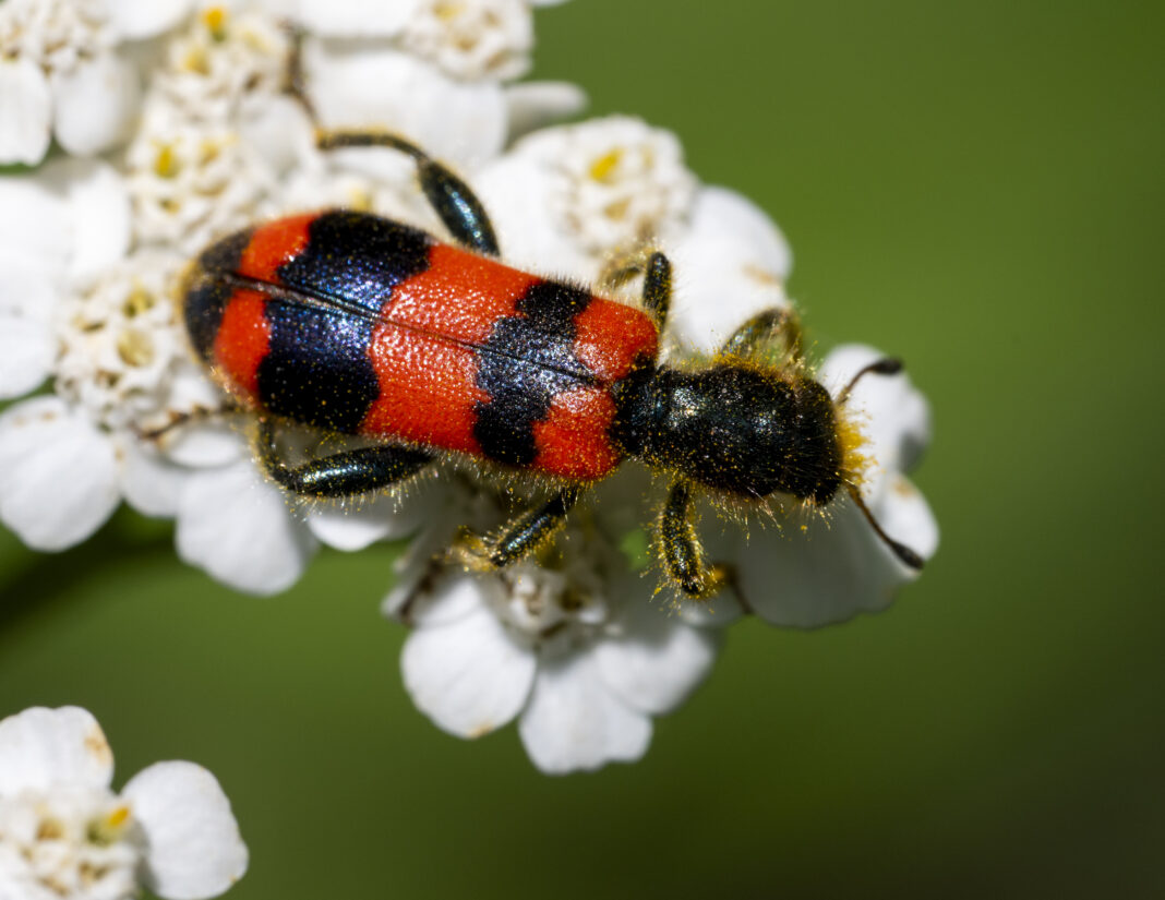 Gândacul lupul-albinelor – Trichodes apiarius