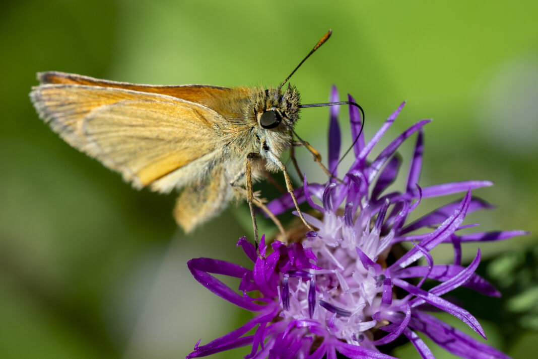 Căposul brun cu măciulia brună – Thymelicus sylvestris