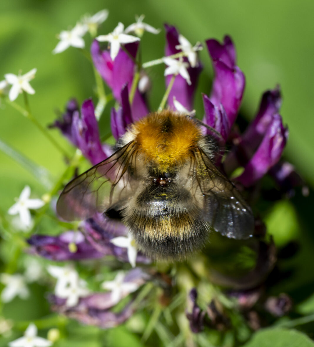 Bondarul roșcat – Bombus pascuorum