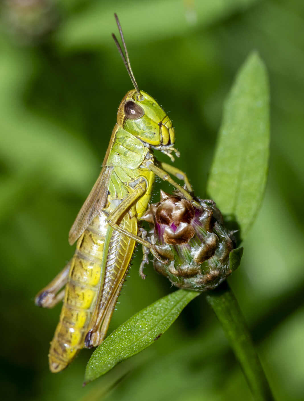 Lăcusta de pajiște – Pseudochorthippus parallelus
