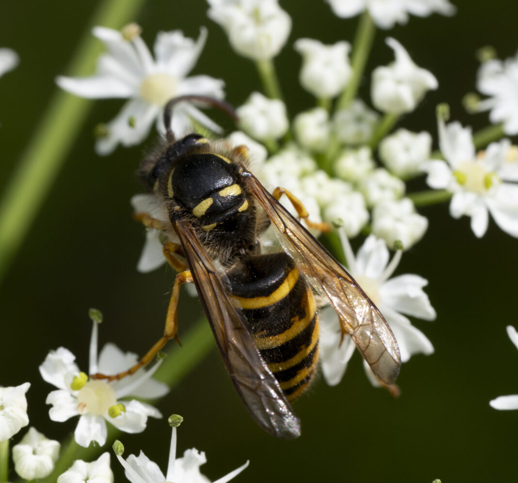 Viespea saxonă – Dolichovespula saxonica