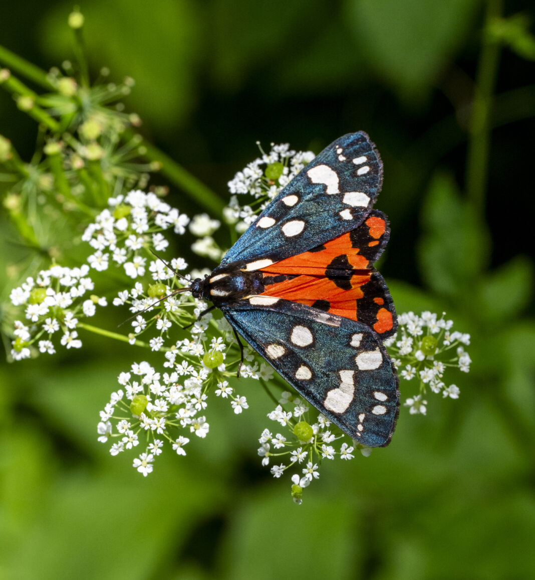 Fluture tigru stacojiu – Callimorpha dominula