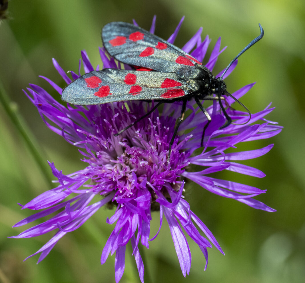 Fluturele zigena cu șase pete – Zygaena filipendulae