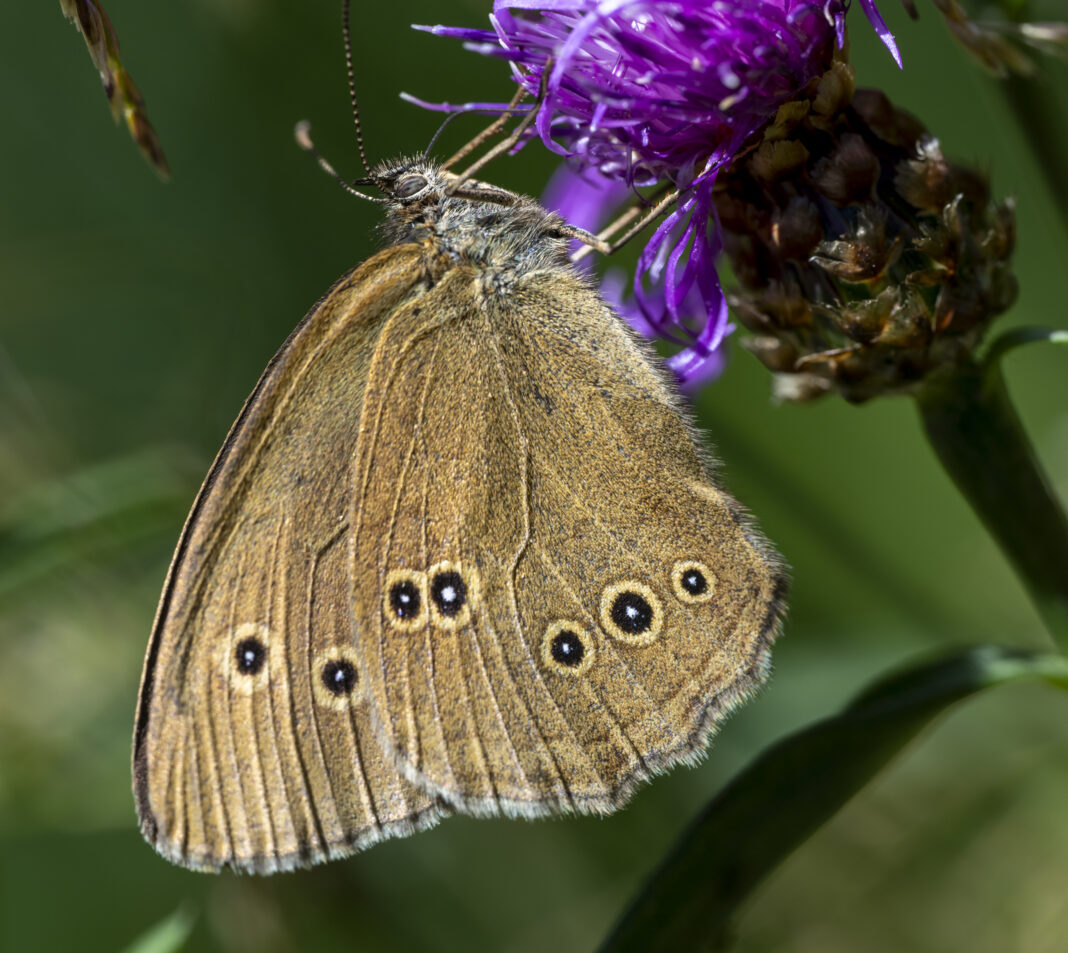 Fluturele ochiul-boului comun – Aphantopus hyperantus