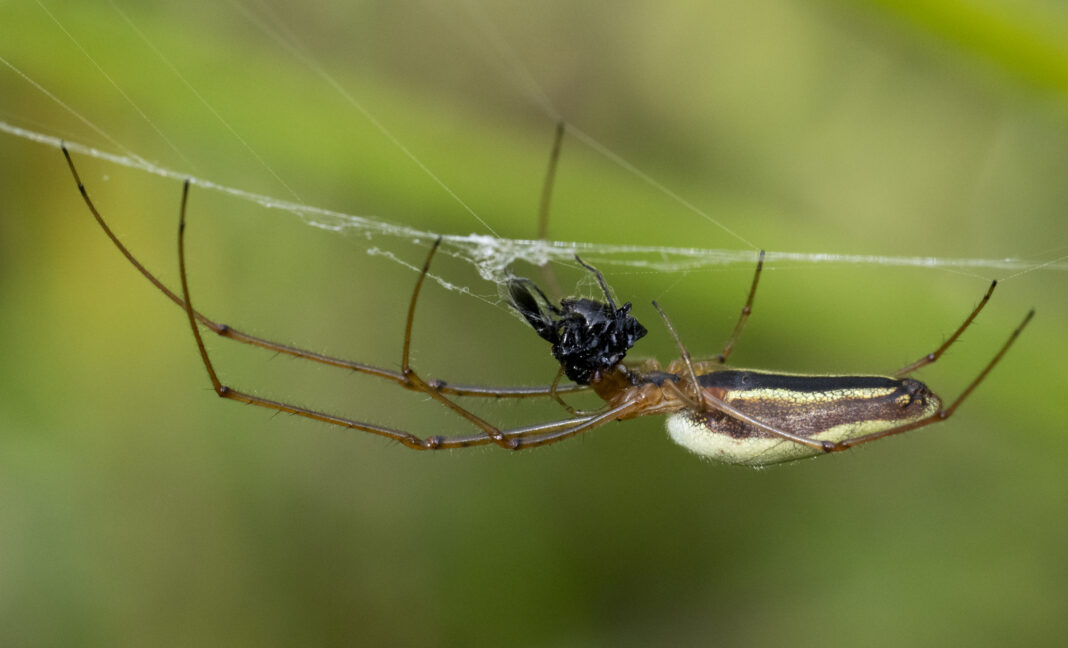 Păianjenul alungit comun – Tetragnatha extensa