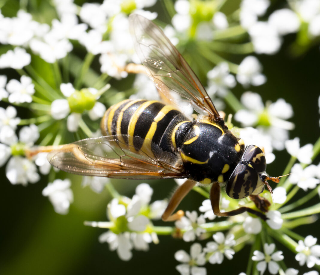 Sirfida păroasă de pădure – Spilomyia manicata