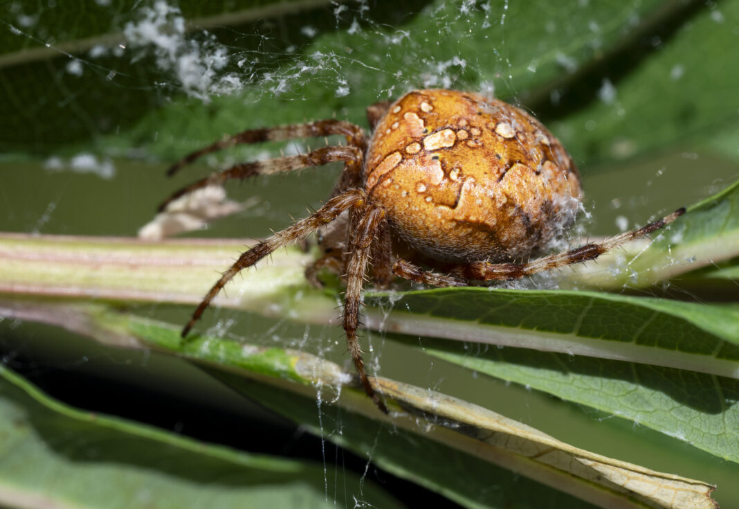 Păianjenul cu cruce – Araneus diadematus
