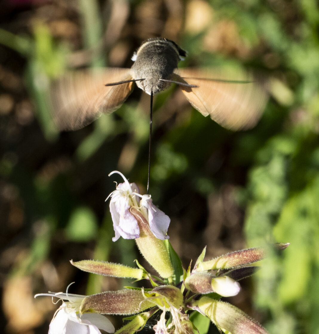 Sfinxul colibri – Macroglossum stellatarum