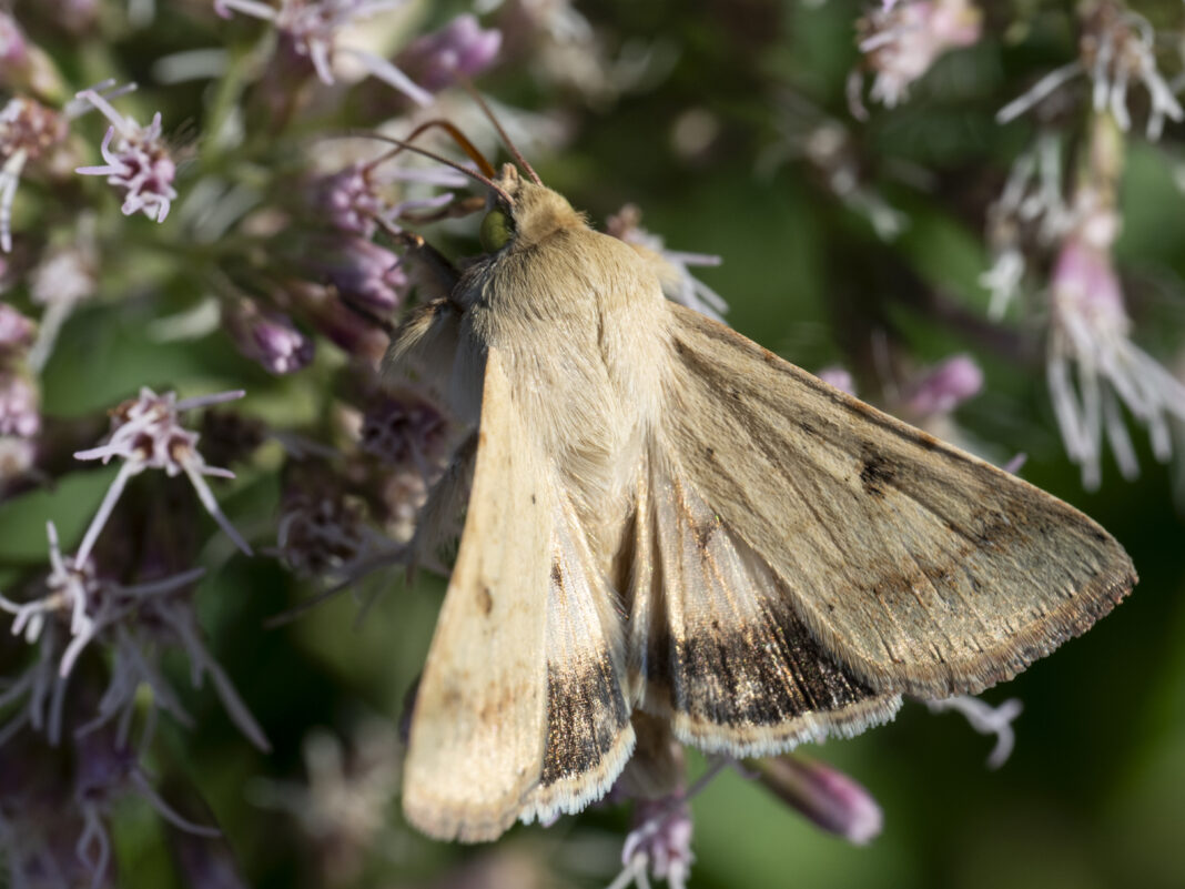 Fluturele omida fructelor – Helicoverpa armigera