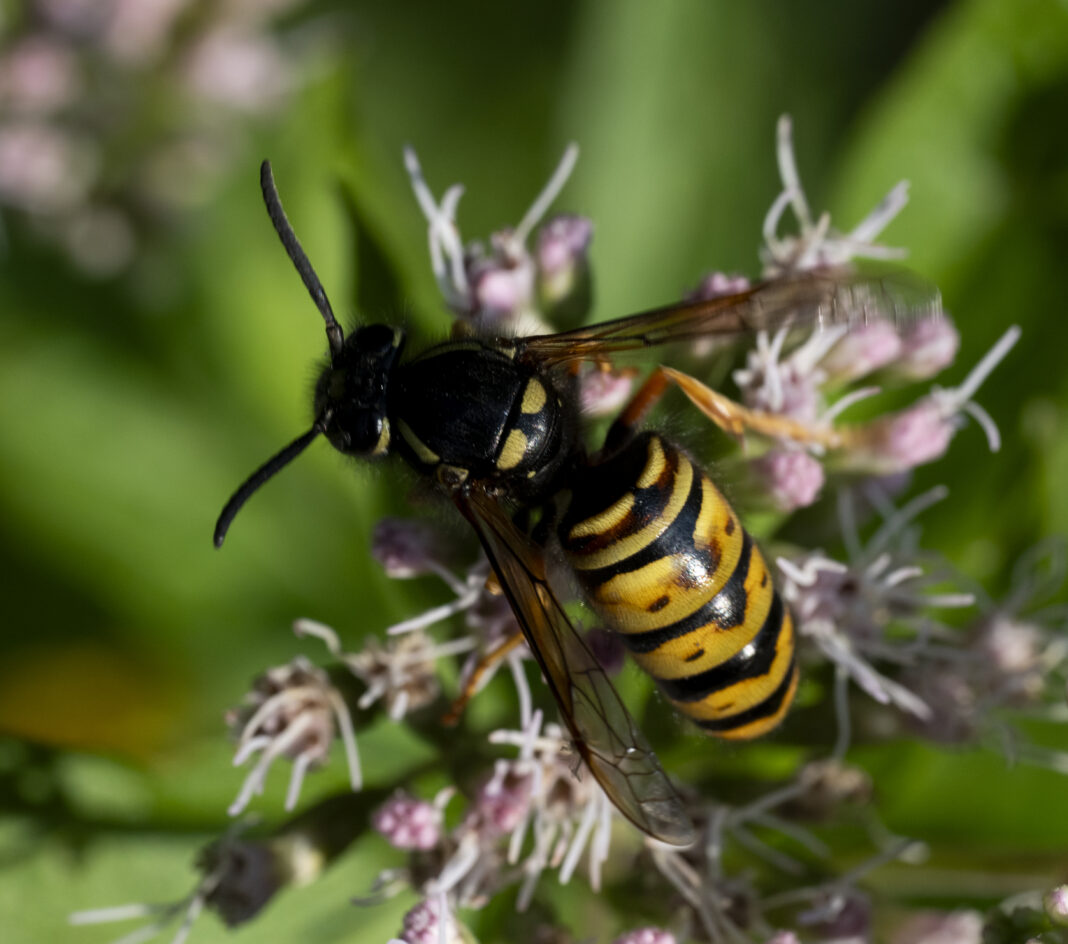 Viespea cu pete roșiatice – Vespula rufa