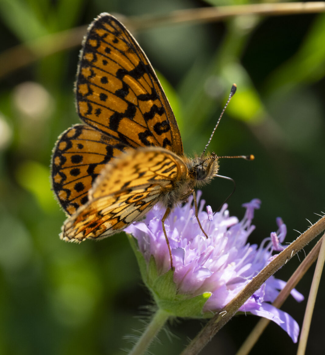 Fluturele sidefiul mic – Boloria selene