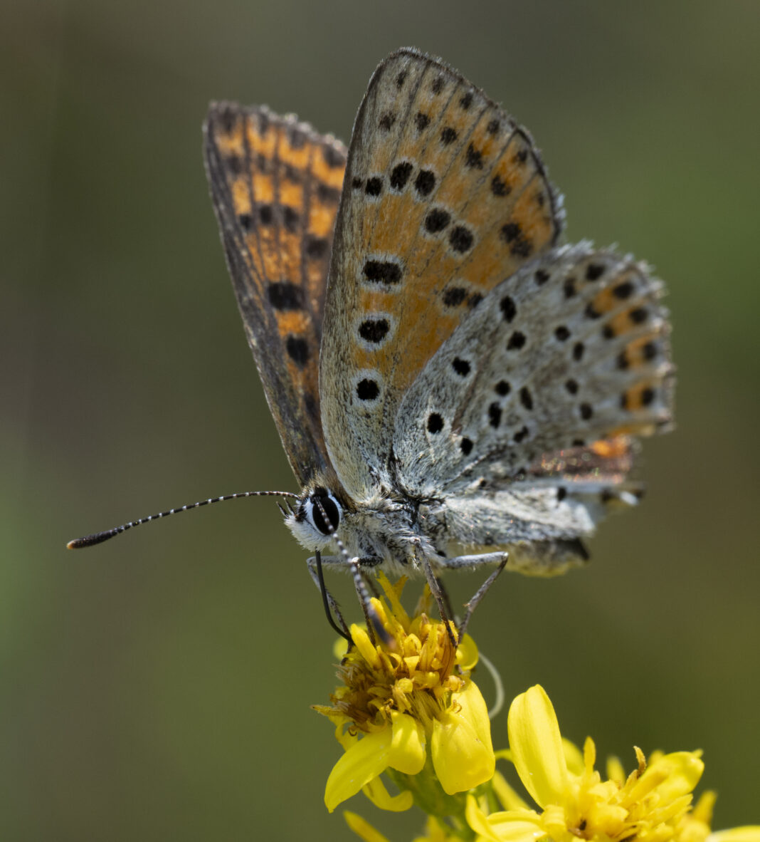 Fluturașul cenușiu al măcrișului – Lycaena tityrus