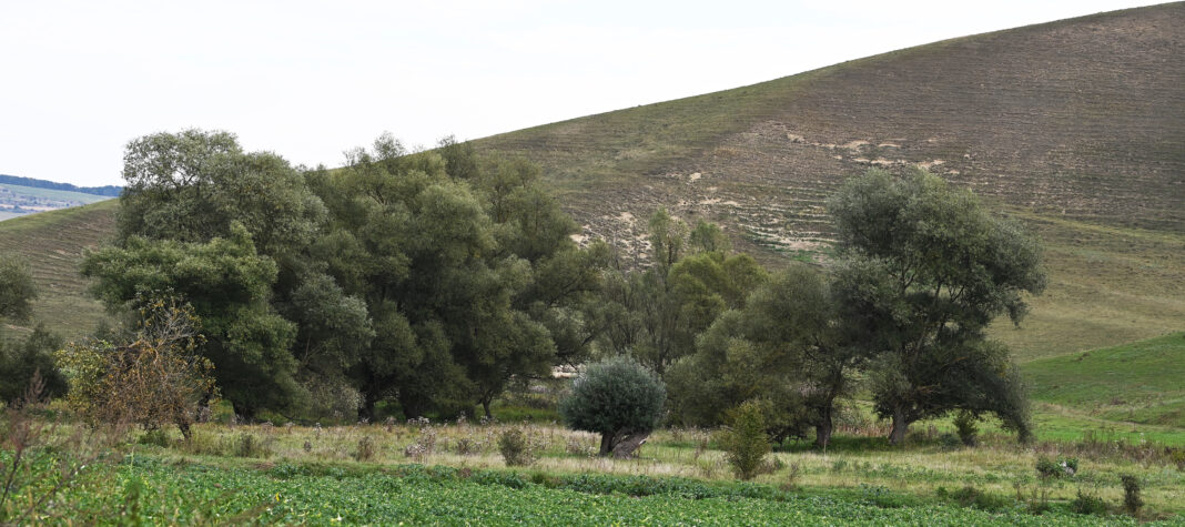 Rezervația naturală Valea Legiilor