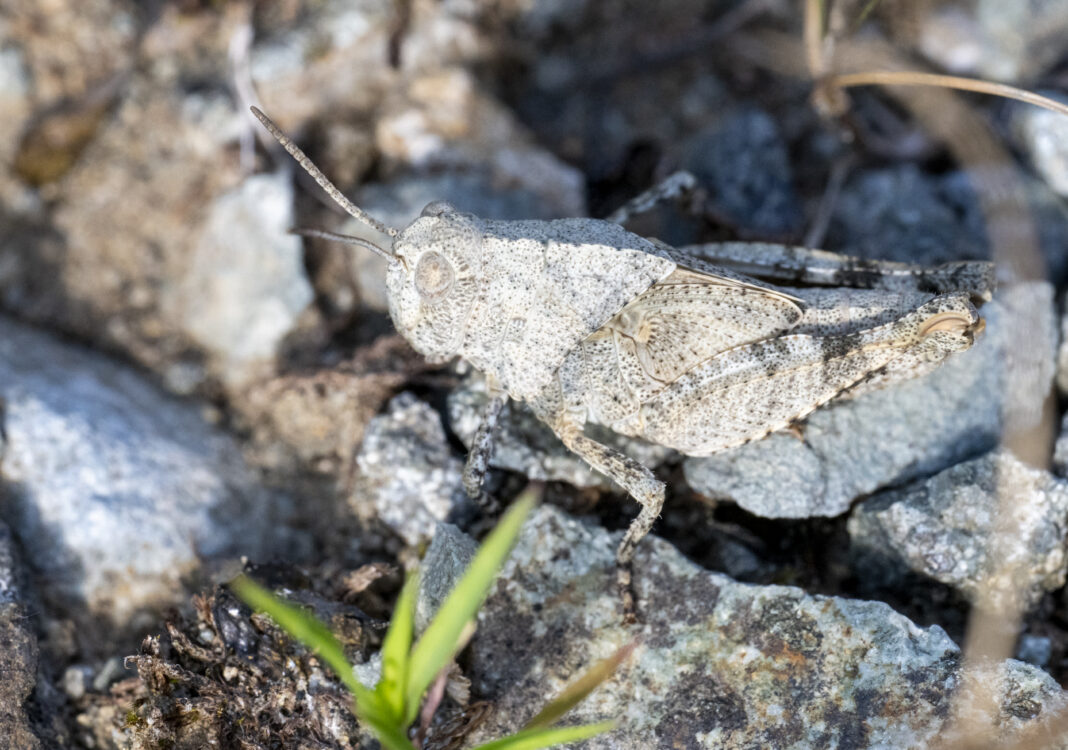 Lăcusta cu aripi albastre – Oedipoda caerulescens