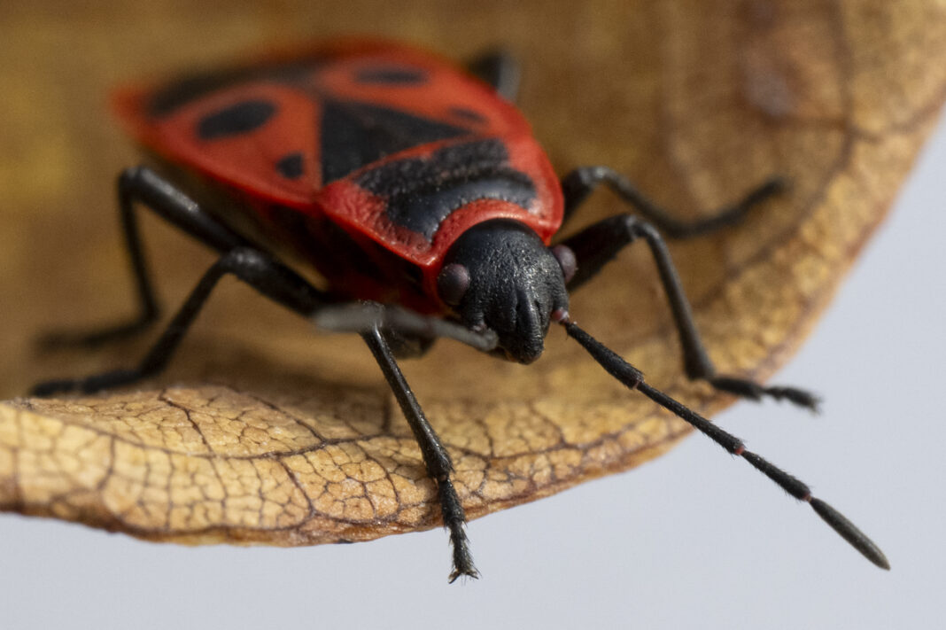 Ploșnița vaca-domnului – Pyrrhocoris apterus
