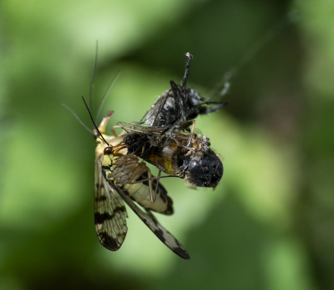 Musca-scorpion comună – Panorpa communis
