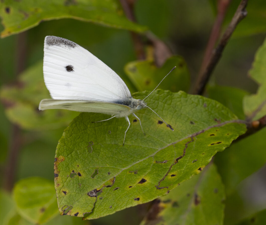 Fluturele albilița rapiței – Pieris rapae