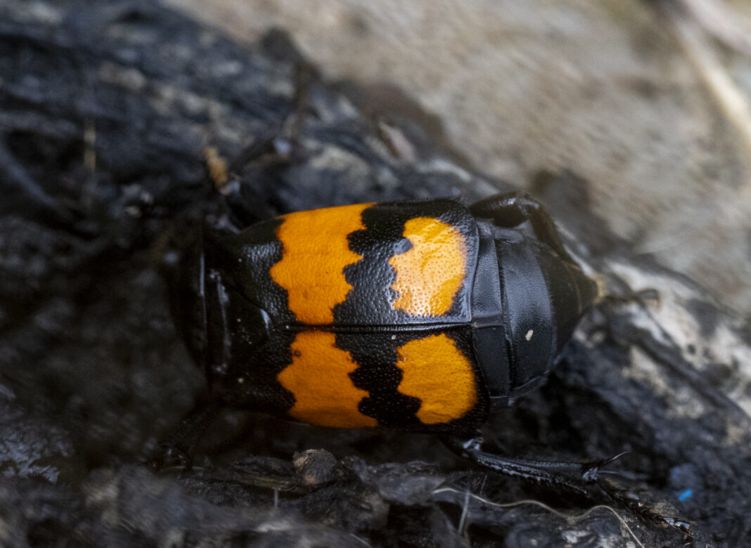 Gândacul-gropar cu antene negre – Nicrophorus vespilloides