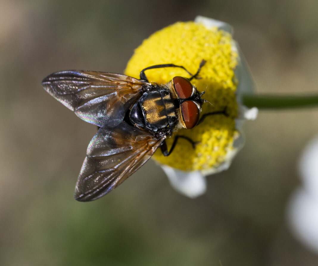Musca cu scut auriu – Phasia aurigera
