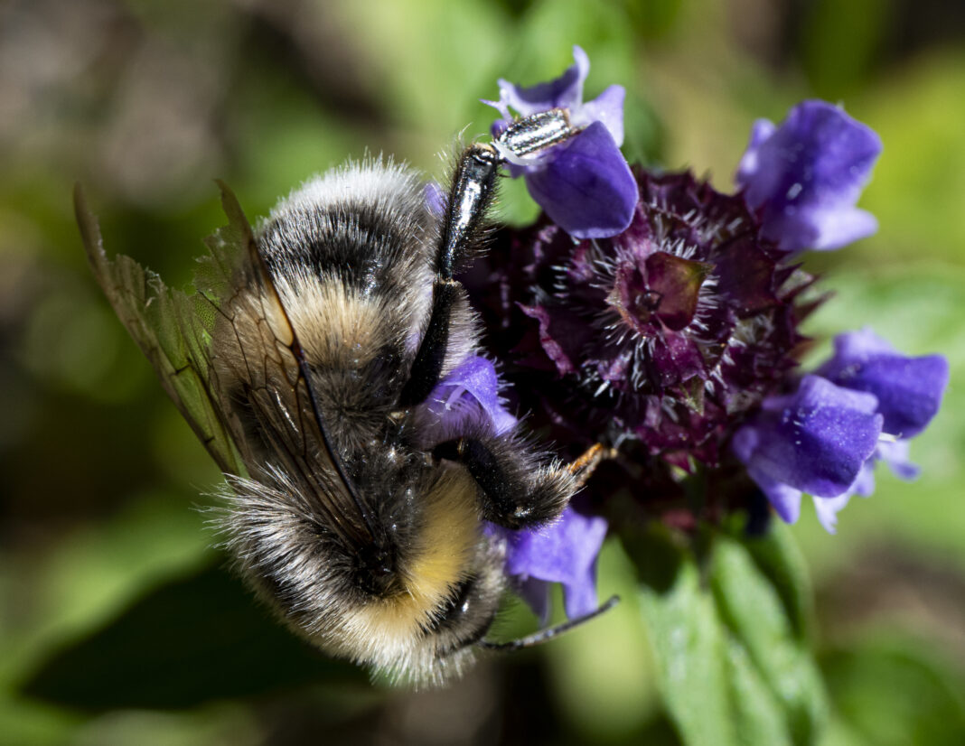 Bondar cu coada albă – Bombus lucorum