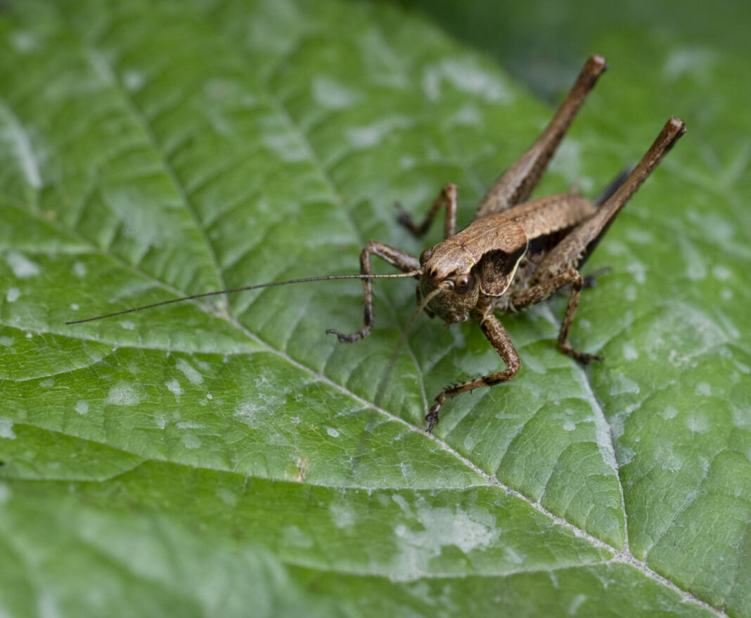Cosașul fără aripi – Pholidoptera griseoaptera