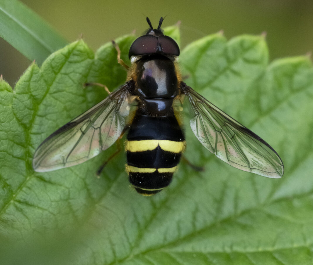 Sirfida cu brâu galben – Dasysyrphus tricinctus