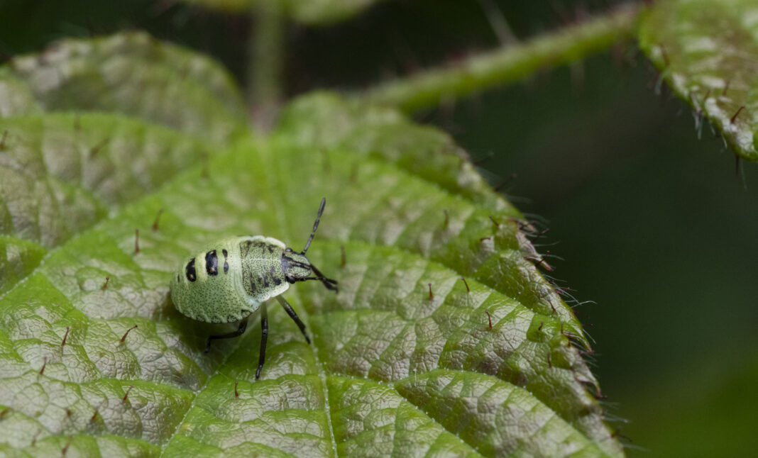 Ploșnița verde – Palomena prasina