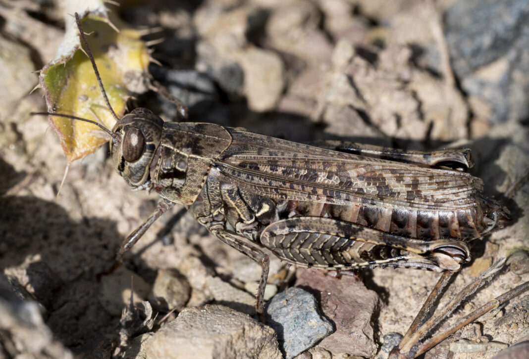 Lăcusta italiană – Calliptamus italicus
