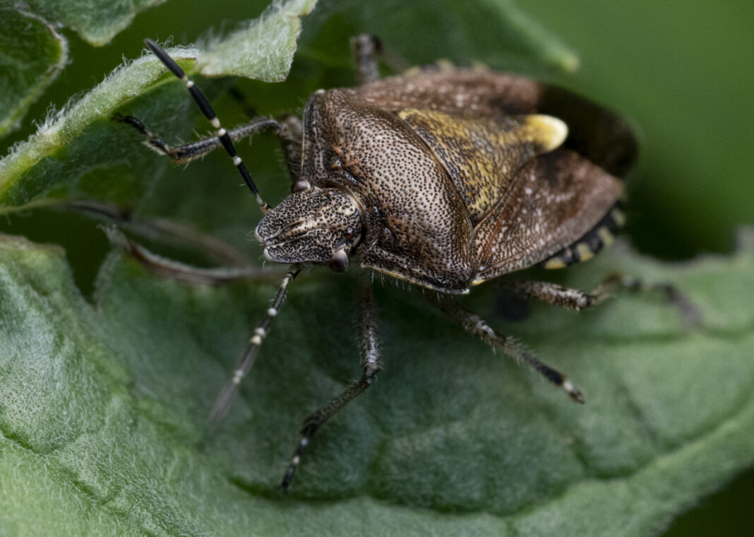 Ploșnița fructelor de pădure – Dolycoris baccarum