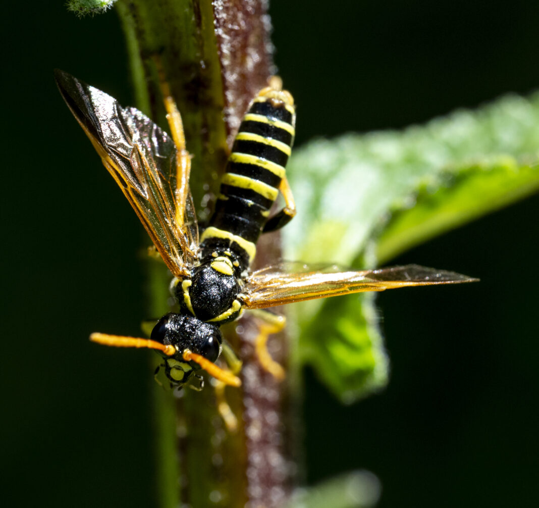 Viespea fierăstrău a scrofulariei – Tenthredo scrophulariae