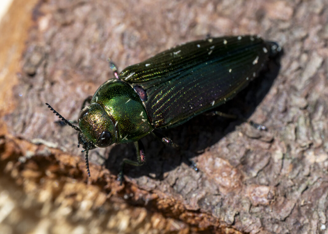 Buprestidul austriac – Eurythyrea austriaca