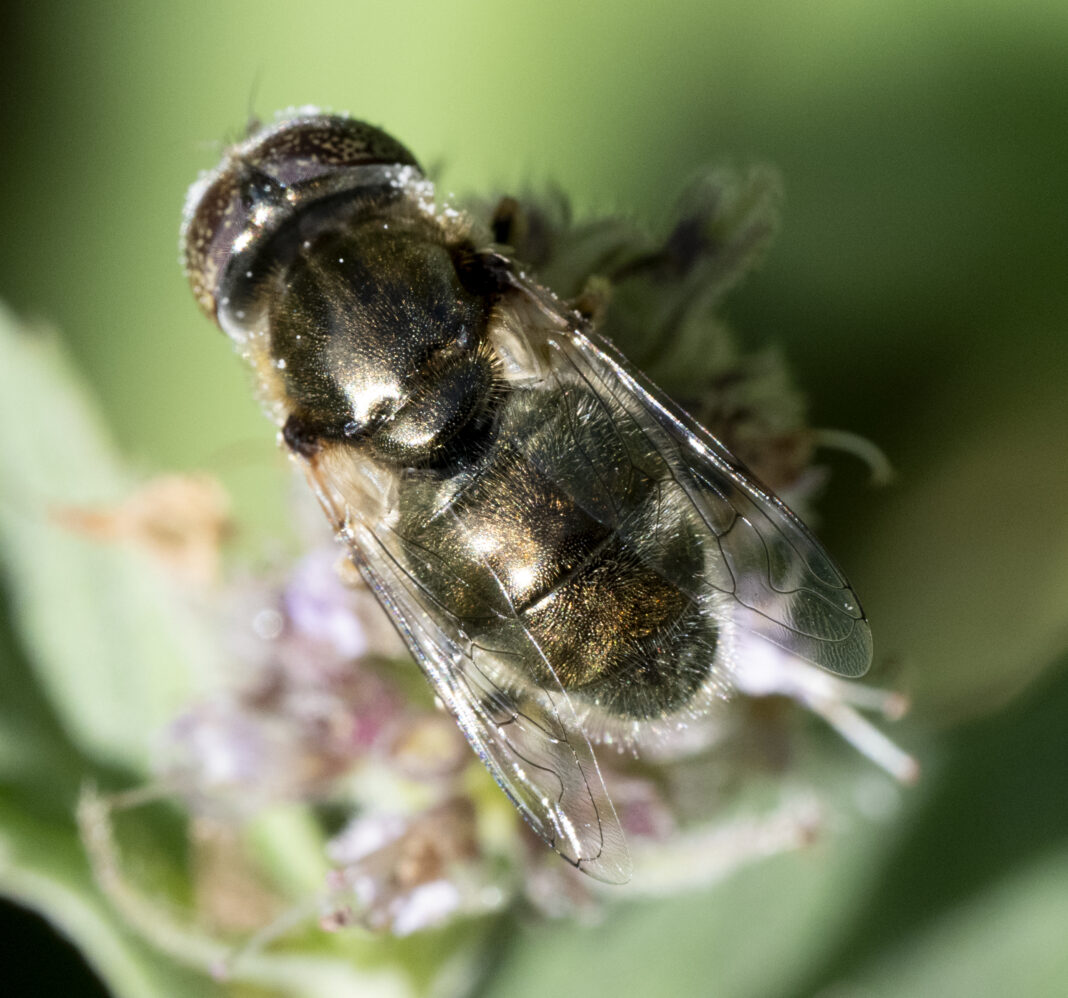 Musca de bronz cu ochi pătați – Eristalinus aeneus