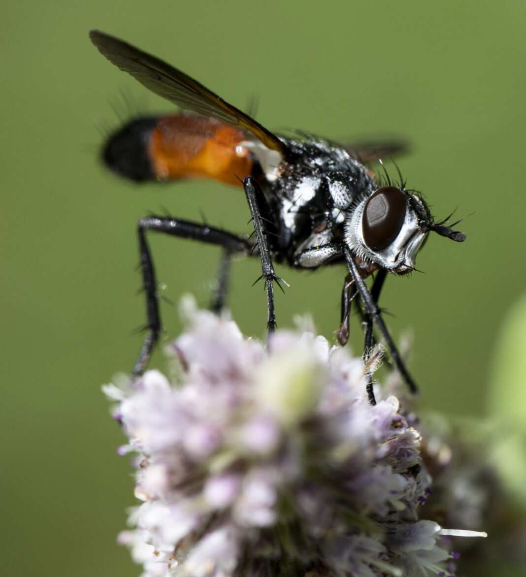 Musca suplă a ploșnițelor – Cylindromyia brassicaria
