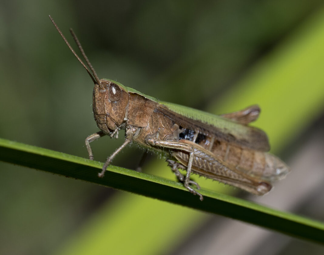 Lăcusta de pajiște înșeuată – Chorthippus dorsatus